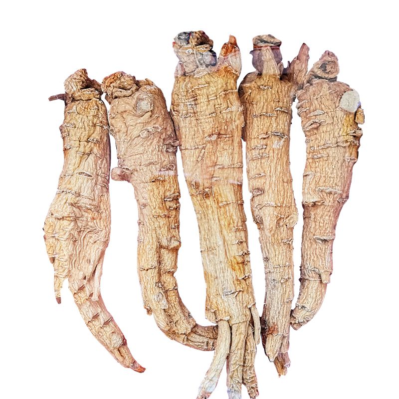 American ginseng (Extra Large)  227g/ $88.5
