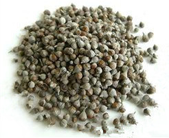 Vitex Fruit (ManJingZi)