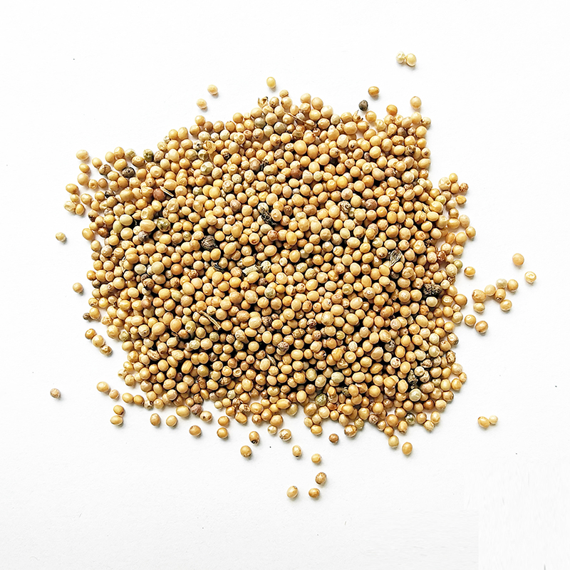 White Mustard Seed （BaiJieZi）