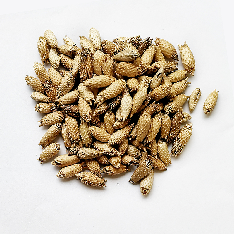 Cocklebur Fruit （CangErZi）