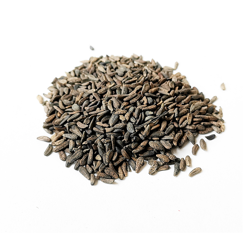 Arctium （NiuBangZi）