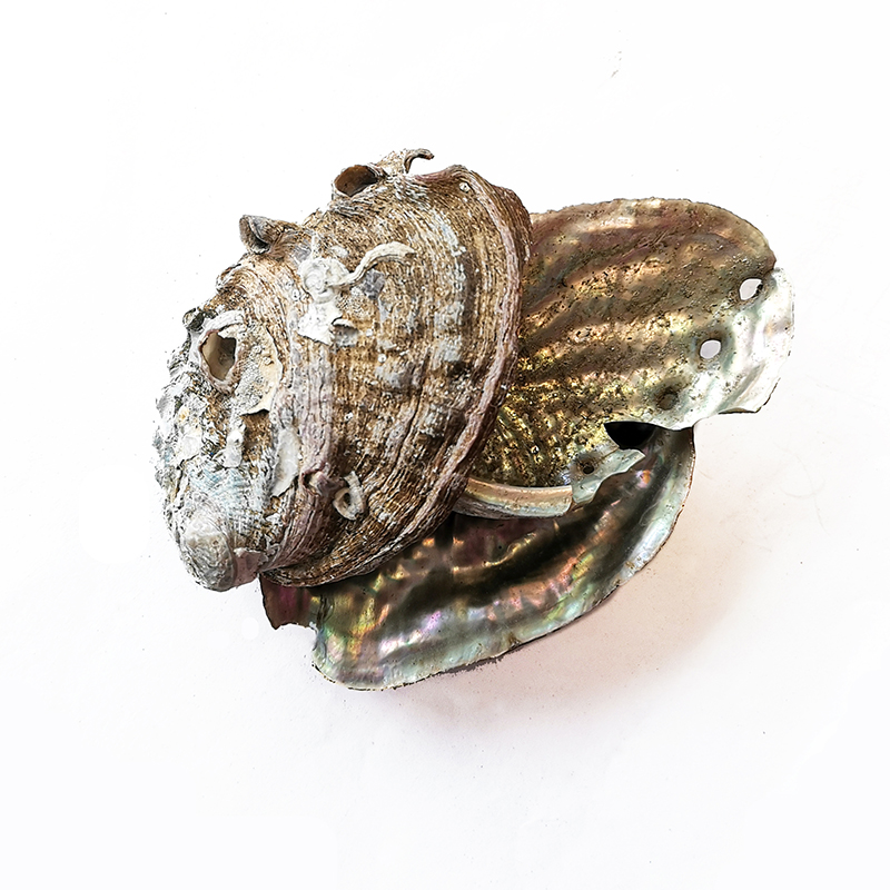 Abalone Shell （ShiJueMing）