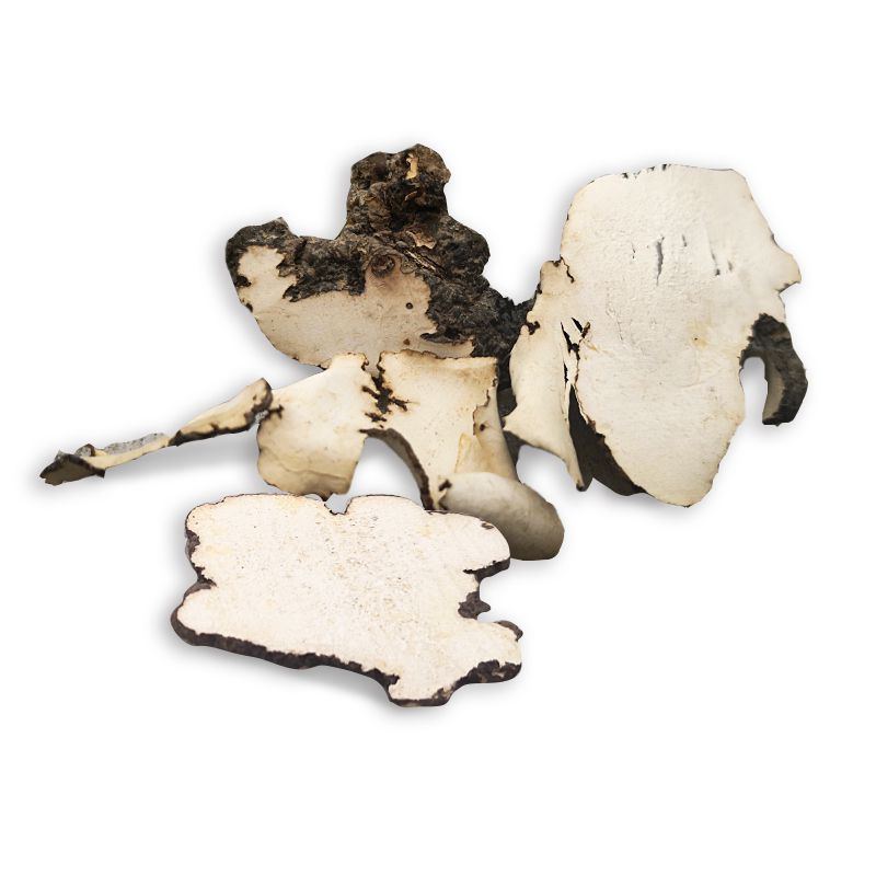 Polyporus (ZhuLing)
